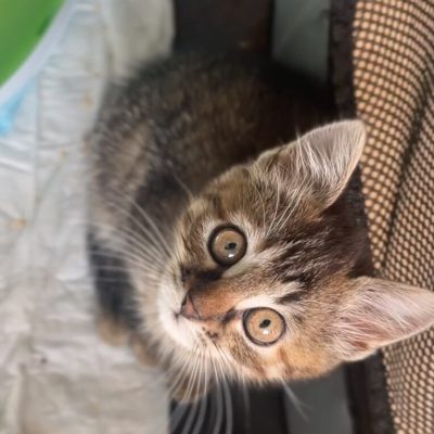 IMG_1857_Original-764x1024