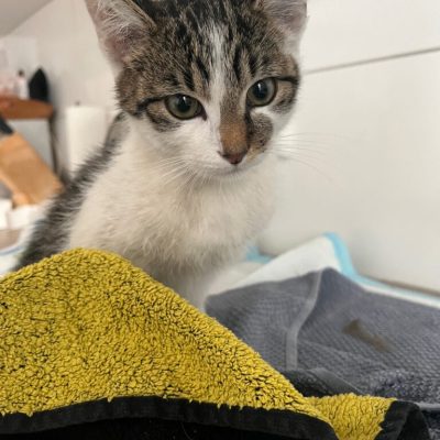 IMG_2449_Original-768x1024