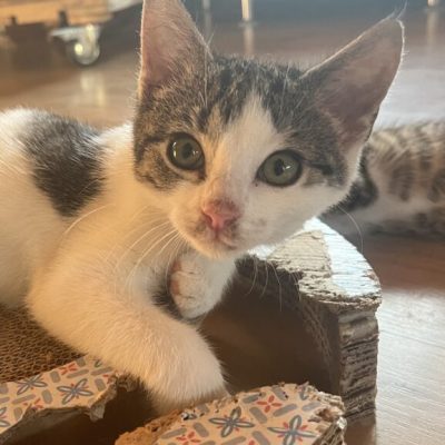 IMG_2710_Original-577x1024