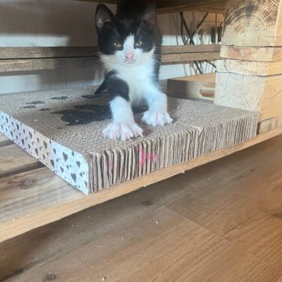 IMG_2713_Original-768x1024