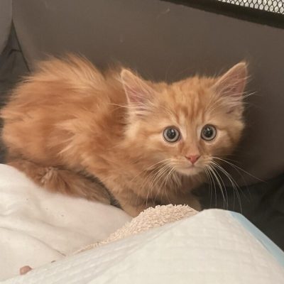 IMG_3684_Original-768x729