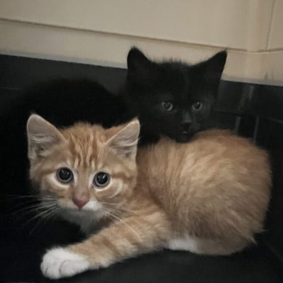 IMG_4395_Original-592x1024