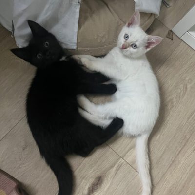 IMG_5329_Original-768x1024