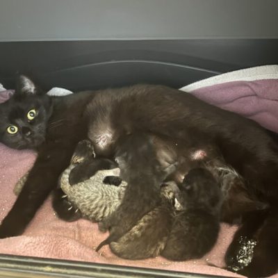 IMG_9760_Original-768x576